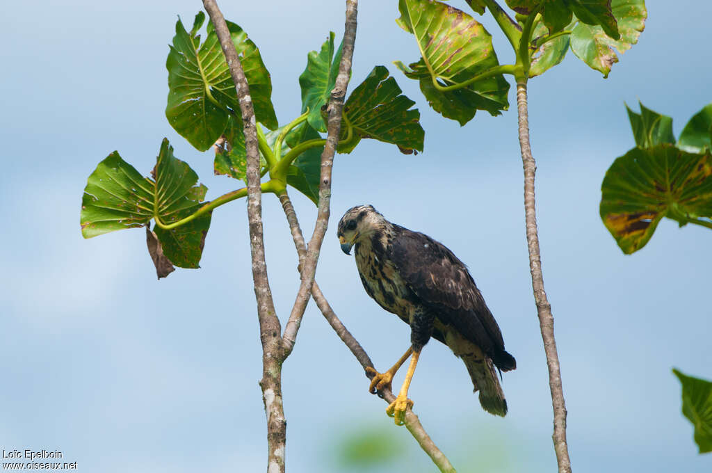 Buse urubuimmature, identification