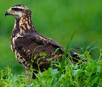 Great Black Hawk