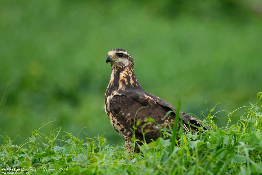 Great Black HawkFirst year, close-up portrait