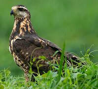 Great Black Hawk