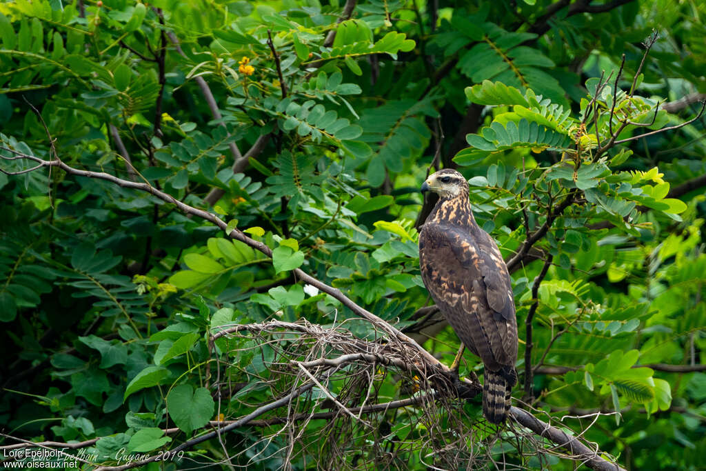 Great Black HawkSecond year, identification