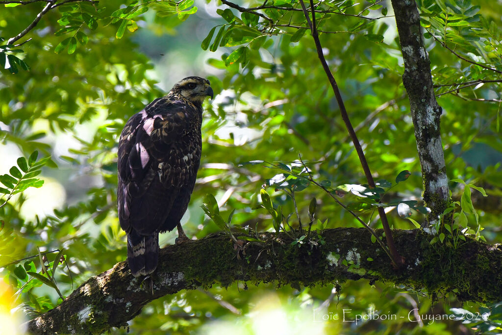 Great Black Hawk