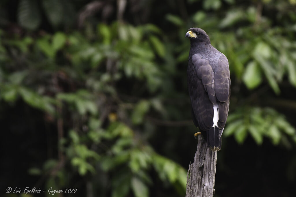 Great Black Hawk