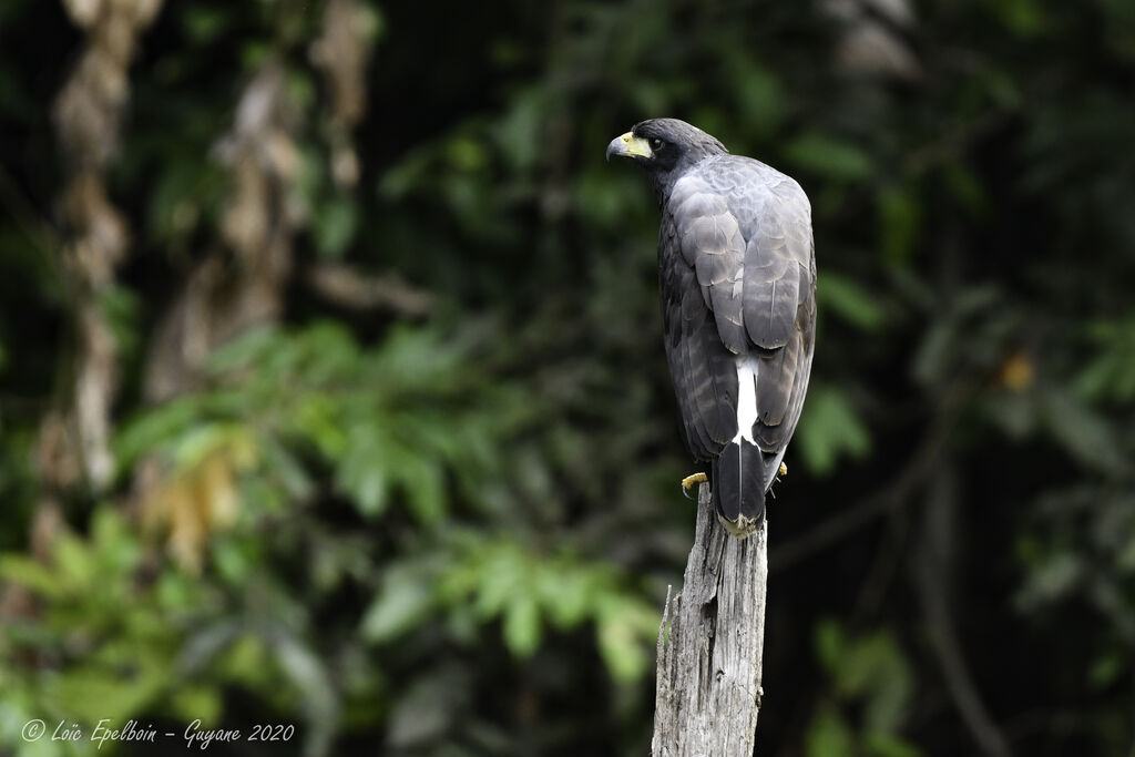 Great Black Hawk