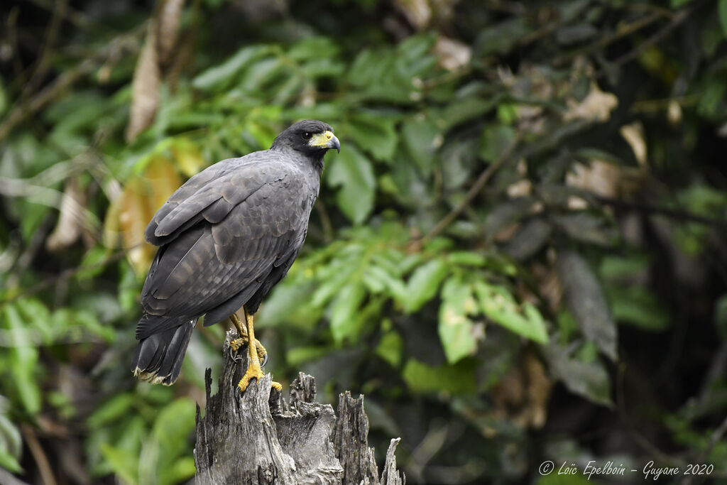 Great Black Hawk