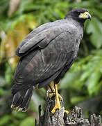 Great Black Hawk