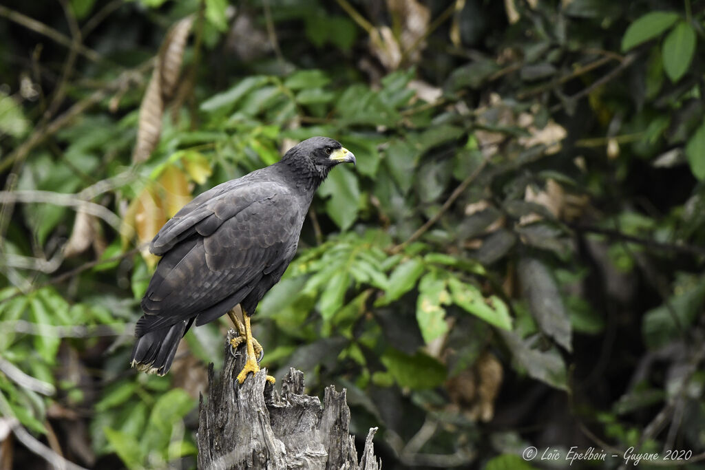 Great Black Hawk