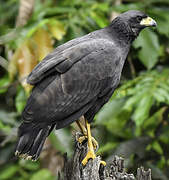 Great Black Hawk