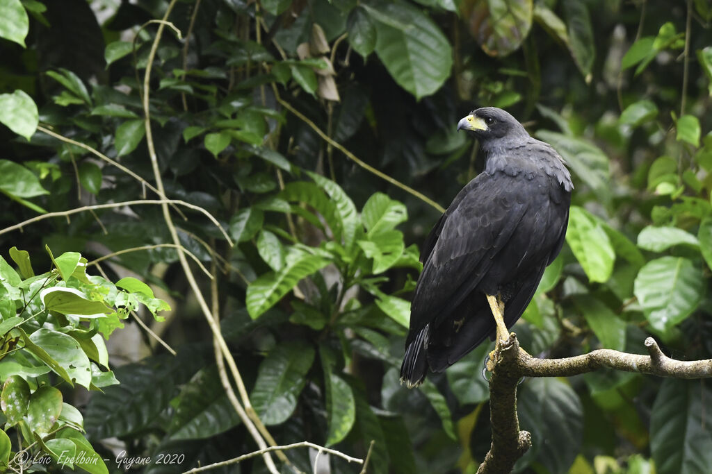 Great Black Hawk