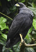 Great Black Hawk