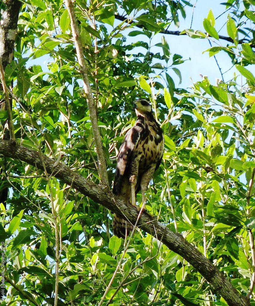 Great Black Hawk