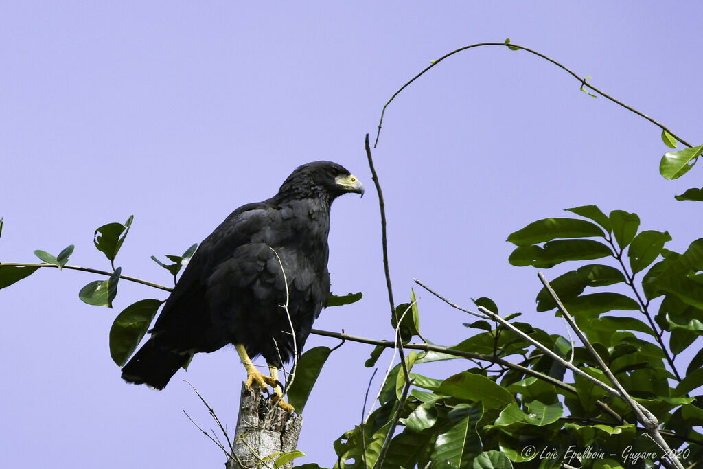 Great Black Hawk