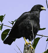 Great Black Hawk