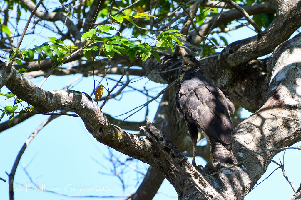 Great Black Hawk