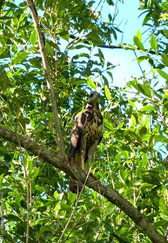 Great Black Hawk