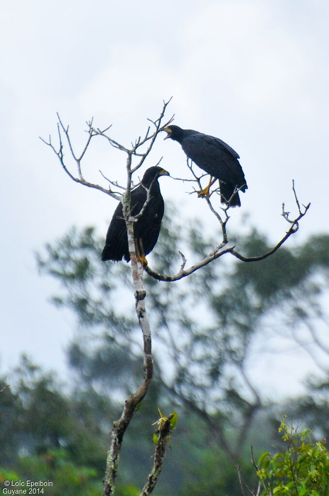 Great Black Hawk