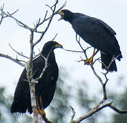 Great Black Hawk