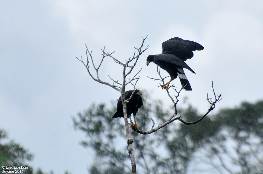 Great Black Hawk