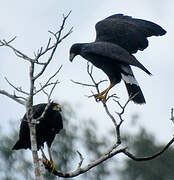 Great Black Hawk