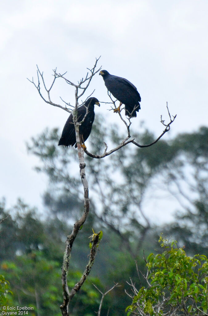 Great Black Hawk