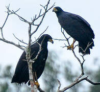 Great Black Hawk