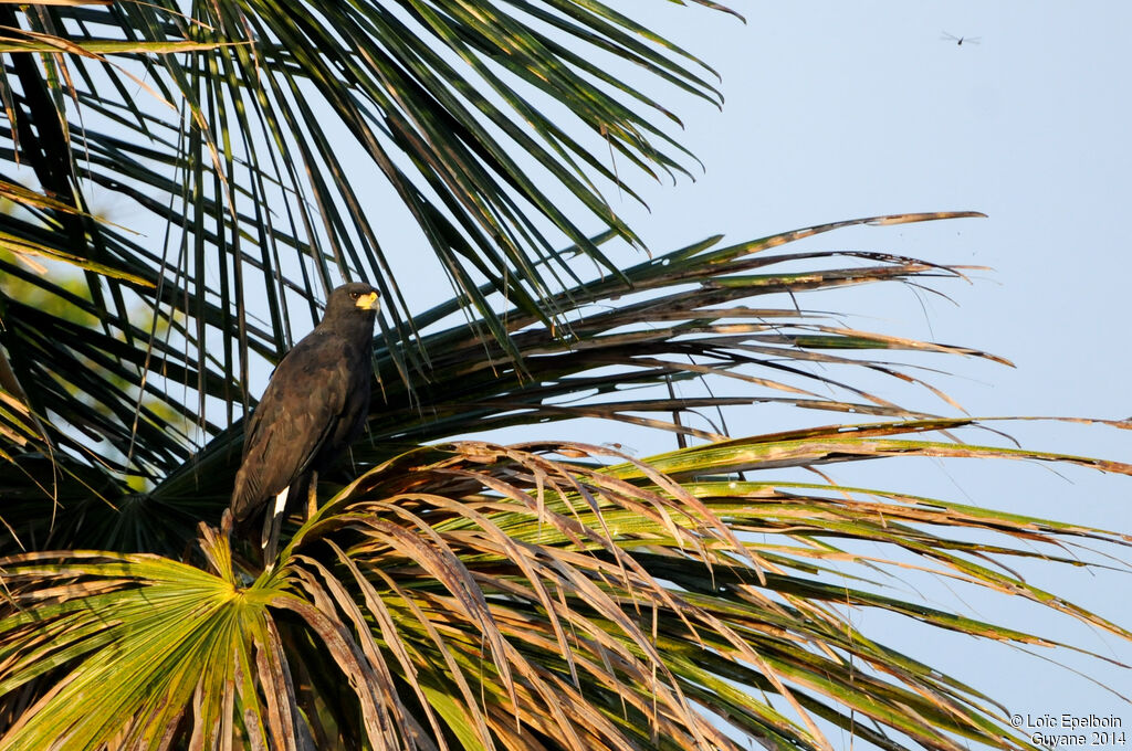 Great Black Hawk