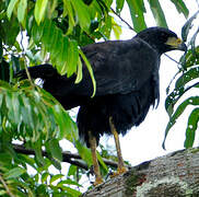 Great Black Hawk