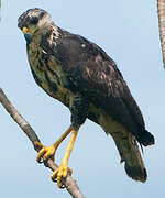 Great Black Hawk