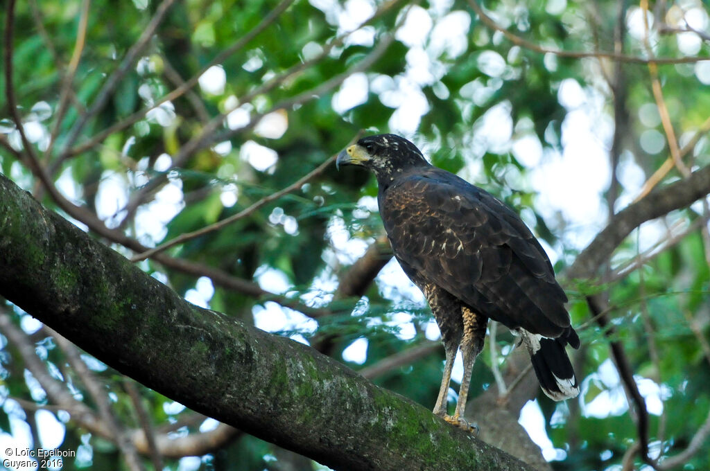 Great Black Hawk