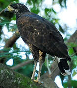 Great Black Hawk