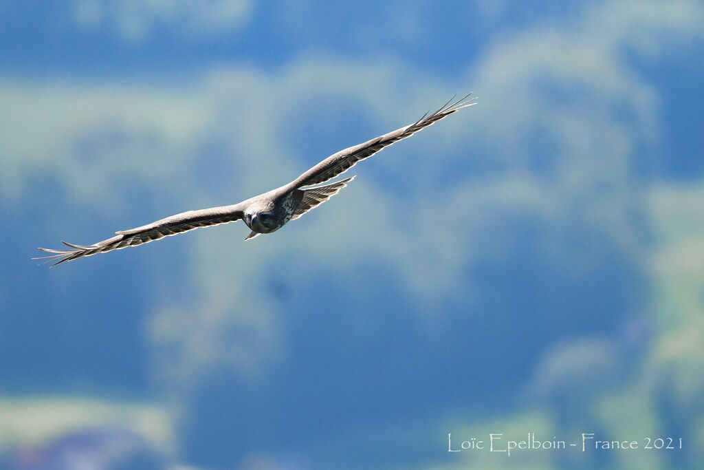 Common Buzzard