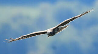 Common Buzzard