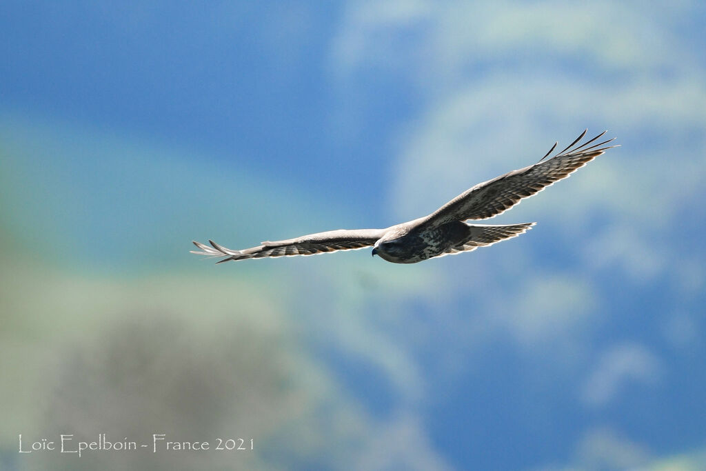 Common Buzzard