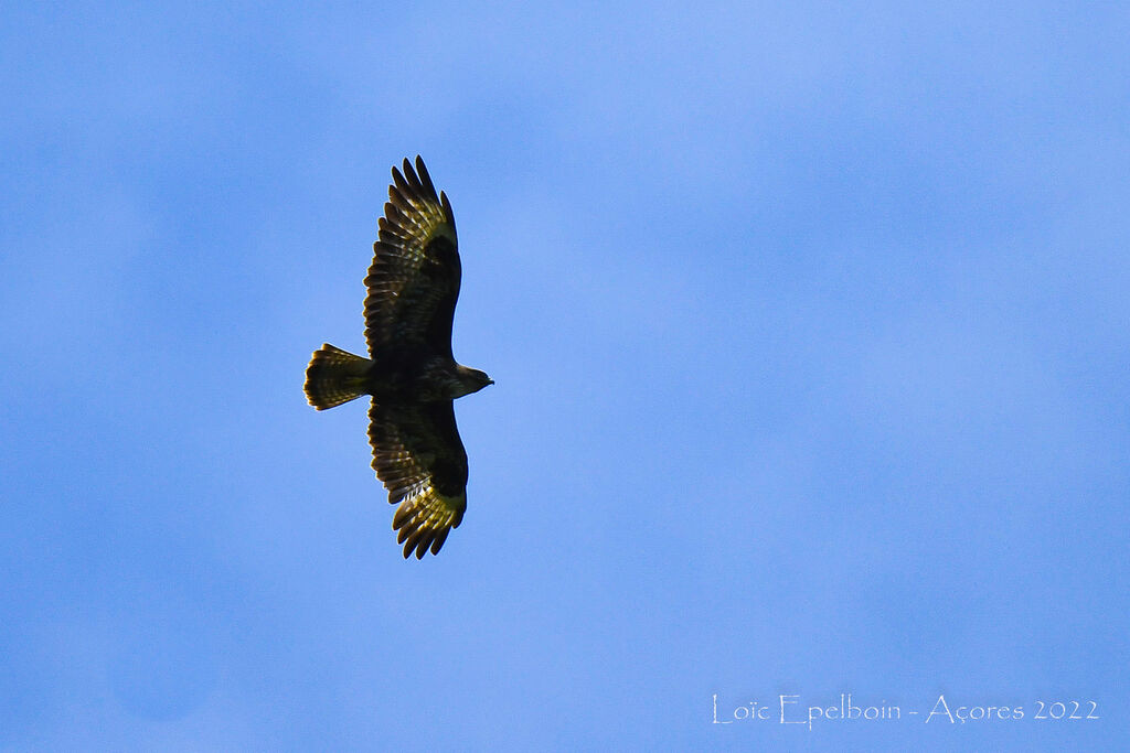 Common Buzzard