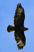 Buse variable