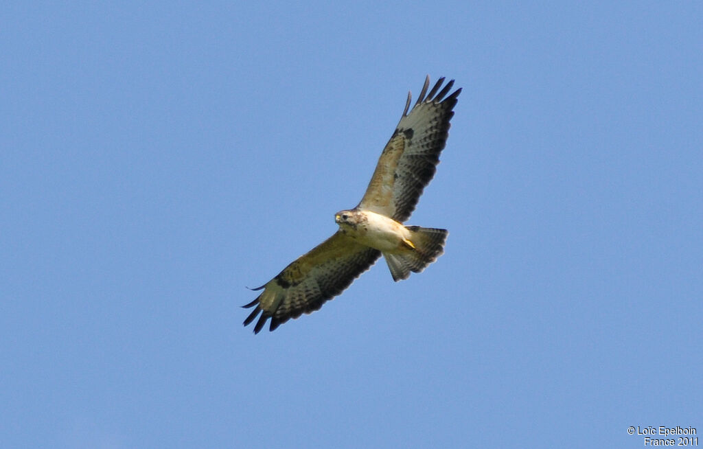 Common Buzzardjuvenile