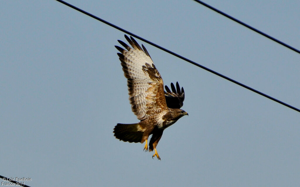 Buse variable