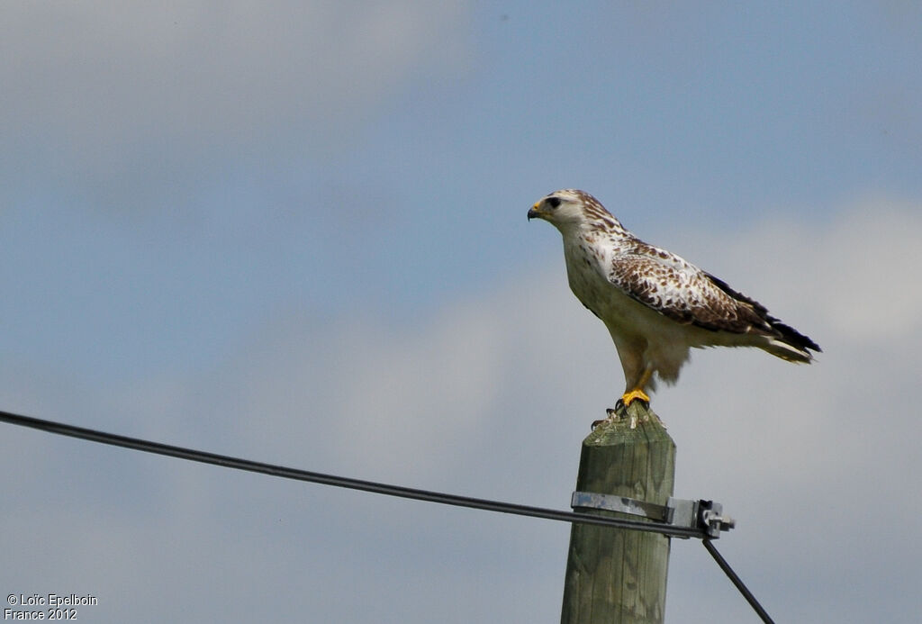 Buse variable