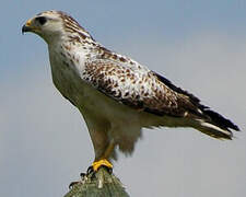 Common Buzzard