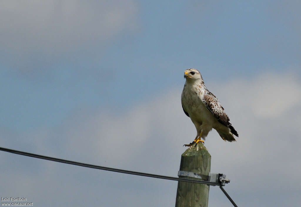 Buse variable