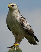 Common Buzzard