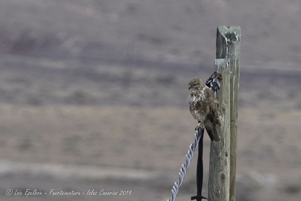 Common Buzzard