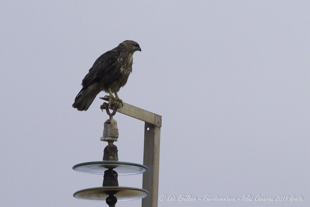 Buse variable