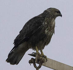 Buse variable