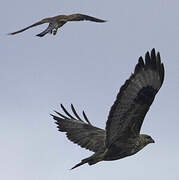 Common Buzzard