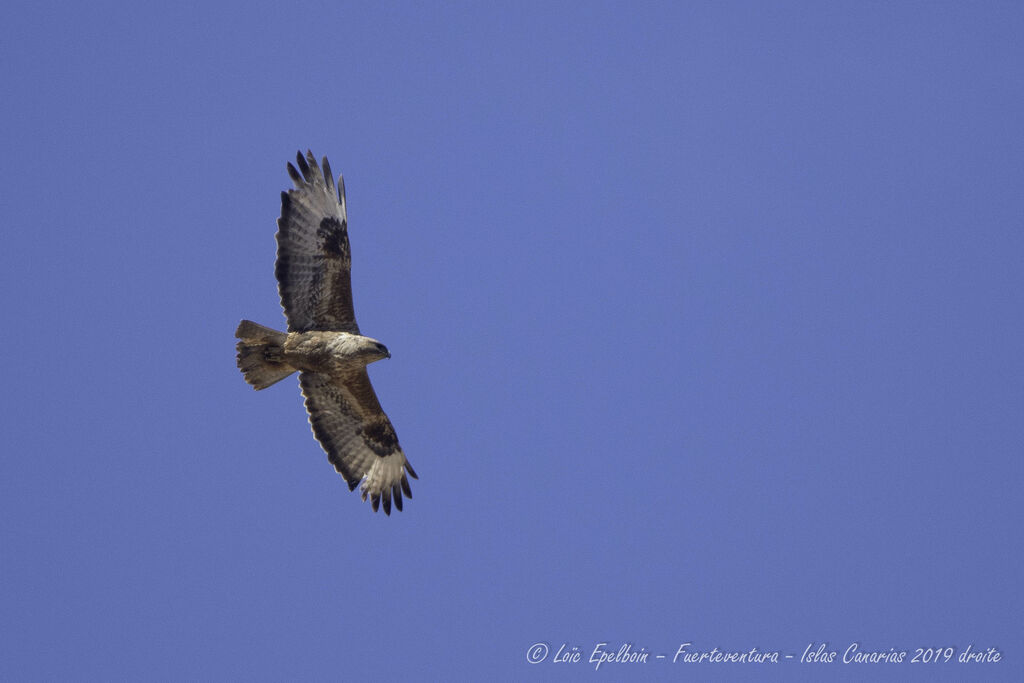 Common Buzzard