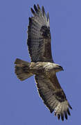 Common Buzzard