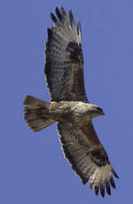 Buse variable