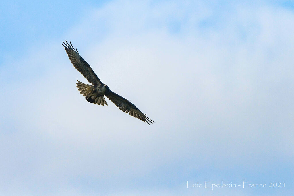 Buse variable