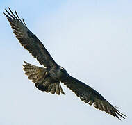 Common Buzzard